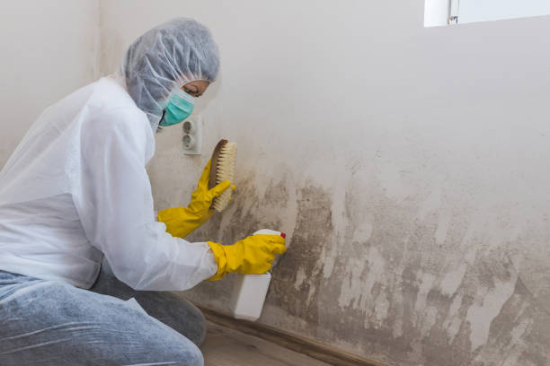 Best Mold Odor Removal Services  in South Milwaukee, WI