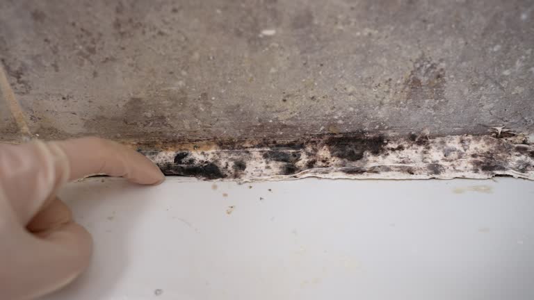 Best Black Mold Removal  in South Milwaukee, WI